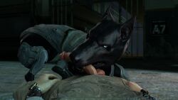 3d_(artwork) anthro armor balls big_penis bj_blazkowicz black_body black_fur blue_eyes canid canine canis clenched_teeth clothing digital_media_(artwork) dobermann domestic_dog dominant dominant_male duo erection eye_contact feral first_person_view fur genitals hi_res huge_cock human human_on_feral interspecies kampfhund looking_at_another looking_at_viewer lying male male/male mammal obsceneeighteensfm on_back oral penis pinscher pov_eye_contact signature teeth wolfenstein zoophilia