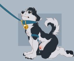 anatomically_correct anatomically_correct_genitalia anatomically_correct_penis animal_genitalia anthro balls black_body black_fur black_hair bodily_fluids canid canine canis crouching domestic_dog dripping dune_(krypted) fur genital_fluids genitals hair husky kingparked knot knot_in_sheath leash leash_pull male male_focus male_only male_solo mammal muscular muscular_anthro muscular_male nordic_sled_dog penis penis_tip precum precum_drip sheath simple_background solo solo_male spitz white_body white_fur