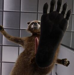 anthro balls brown_body brown_eyes brown_fur feet first_person_view foot_focus fur furry genitals guardians_of_the_galaxy hi_res looking_at_viewer male male_only mammal marvel paws penis procyonid raccoon rocket_raccoon smile solo stepping tawzy