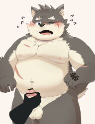 absurd_res anthro balls belly blush canid canine canis disembodied_hand domestic_dog duo embarrassed erection eyebrows fur genitals grey_body grey_fur handjob hi_res lifewonders male mammal moritaka musclegut navel nipples pecs penile penis scar sex thick_eyebrows tokyo_afterschool_summoners video_games zuboboz