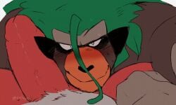 2boys animated bara gay gif hyaku_(artist) incineroar looking_at_penis looking_at_viewer looking_up male_only muscular penis penis_snuggling pokémon_(species) pokemon rillaboom smile snuggle white_background