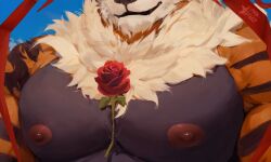 anthro arcanine barazoku black_body black_fur charr_starz emarcanine flower fur generation_1_pokemon hi_res holidays male multicolored_body multicolored_fur nintendo nipples orange_body orange_fur pecs plant pokemon pokemon_(species) rose_(flower) solo valentine's_day watermark white_body white_fur