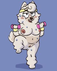 anthro areola big_breasts bluey_(series) blush bodily_fluids breasts brown_nose canid canine canis domestic_dog dumbbell exercise female fur genitals hi_res japanese_spitz looking_at_viewer mammal mostly_nude navel nipples pussy raised_leg sexylinguini simple_background smile smiling_at_viewer solo spitz sweat sweatband teeth weights wendy_(bluey) white_body white_fur