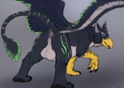 2022 anus ass avian balls beak dradmon feathered_wings feathers feral fur genitals gryphon hi_res looking_at_viewer looking_back male mythological_avian mythology nude presenting presenting_hindquarters raised_tail solo toumak_(character) wings