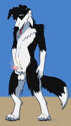 absurd_res anatomically_correct anatomically_correct_genitalia animal_genitalia animal_penis anthro balls black_body black_fur bodily_fluids border_collie breath canid canine canine_penis canis collie domestic_dog dripping fluffy fur genital_fluids genitals green_eyes herding_dog hi_res male mammal masturbation musk musk_clouds panting pastoral_dog penis precum precum_drip precum_string realistic_penis_size sheath sheepdog simple_background skuru skuru_(character) solo standing white_body white_fur