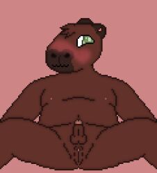 anthro balls blush brown_body brown_fur capybara caviid cuntboy digital_media_(artwork) embarrassed full-package_cuntboy fur genitals green_eyes herm hermaphrodite intersex male maleherm mammal multi_genitalia nipples penis pixel_(artwork) presenting presenting_penis presenting_pussy pussy rodent simple_background simple_coloring slightly_chubby small_penis solo solo_focus spread_legs spreading toridiaz