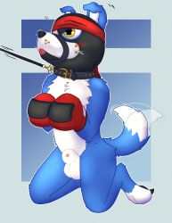 absurd_res animal_genitalia animal_mask anthro balls bandai_namco begging begging_pose blue_background blue_body blue_fur blush bondage bound boxing_gloves canid canine claws clothing collar digimon digimon_(species) dipstick_tail duo faceless_character faceless_male feet fully_sheathed fur gaomon genitals gloves handwear happy headgear headwear hi_res kiroc kneeling kneeling_on_ground leash leash_pull male male/male mammal markings mask mittens multicolored_body muzzle_(object) nude paws petplay pose pup_mask puppyplay red_clothing red_gloves red_handwear restraints roleplay sheath simple_background submissive submissive_male tail tail_markings tail_motion tailwag toe_claws tongue tongue_out white_body white_fur white_tail_tip yellow_eyes