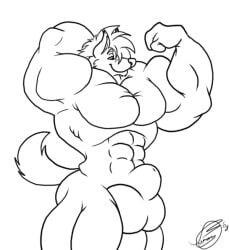 2008 abs animal_genitalia anthro balls biceps big_abs big_balls big_biceps big_muscles big_pecs canid canine flexing_bicep fox fur genitals hair juano line_art looking_at_self male mammal monochrome muscular muscular_anthro muscular_male pecs sheath signature tail tombman