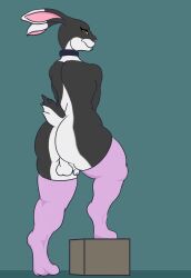 absurd_res anthro ass backsack balls big_butt clothing collar dominantsubdivision femboy furry genitals hi_res lagomorph leggings legwear leporid long_ears looking_at_viewer male mammal penis rabbit raised_leg simple_background solo thick_thighs