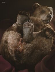 2022 3d_(artwork) absurd_res anus ass brown_bear brown_body brown_fur claws cosmiclife digital_media_(artwork) feet female feral fur genitals grizzly_bear hair hi_res legs_up looking_at_viewer lying mammal nude on_back pawpads paws presenting presenting_hindquarters presenting_pussy pussy solo ursid ursine