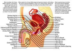 1futa alpha_channel anatomical_diagram anatomy balls bladder bone chart cross_section description digital_drawing digital_media educational english_text fk2169 full-package_futanari futa_only futanari genitals herm hermaphrodite hi_res human humanoid intersex maleherm mammal multi_genitalia nude organs ovaries penis prostate pussy reference_guide side_view simple_background skene's_gland solo spine standing text transparent_background urethra uterus