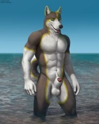 2022 absurd_res animal_genitalia anthro balls canid canine canis domestic_dog genitals hi_res husky male mammal muscular muscular_anthro muscular_male navel nordic_sled_dog patreon penis penis_tip sand sea sheath solo spitz text tongue tongue_out url virtyalfobo water