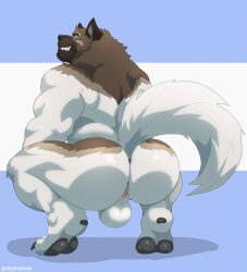 absurd_res akita animal_humanoid anthro anus apollo_(jakewolf00) ass ass_focus ass_view backsack balls bara bara_ass big_ass big_ass_(male) big_butt big_muscles black_claws black_pawpads black_toe_claws blue_eyes brown_body brown_fur bubble_ass bubble_butt butt_focus canid canine canis claws crouching dat_ass dat_butt digital_media_(artwork) domestic_dog dumptruck_ass dumptruck_butt fat_ass fat_butt fur genitals hi_res huge_ass huge_butt humanoid large_ass large_butt looking_at_viewer looking_back male male_only mammal massive_ass massive_butt multicolored_body multicolored_fur muscle_ass muscle_butt muscular muscular_ass muscular_butt muscular_male pawpads plump_ass plump_butt raised_tail round_ass round_butt smile solo spitz teeth toe_claws tylerstark white_balls white_body white_fur white_tail