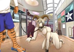 2boys absurd_res all_fours anthro balls beastars bill_(beastars) bovid canid_kaiba caprine chastity_cage chastity_device clothed_male_nude_male collar cuffs dall_sheep exhibitionism felid furry genitals hi_res leash male mammal nude pantherine penis petplay pina_(beastars) public sheep tiger walkies yaoi