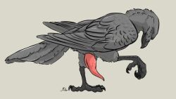 16:9 2018 4_toes anisodactyl avian bird black_feet black_talons corvid corvus_(genus) crow digital_media_(artwork) erection feathers feet feral genitals grey_body grey_feathers hi_res magpi male oscine passerine penis pink_penis side_view signature simple_background solo tapering_penis toes widescreen