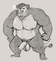 2022 anthro balls belly genitals humanoid_genitalia humanoid_hands humanoid_penis male male_only mammal moobs musclegut nipples penis pure_command simple_background solo suid suina sus_(pig) wild_boar