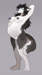 2019 alaskan_malamute anthro belly big_belly black_hair blue_eyes breasts canid canine canis domestic_dog female fur genitals grey_background grey_body grey_fur hair hand_on_stomach hands_behind_head hi_res hoot_(artist) kanna_(slither) looking_at_viewer mammal nipples nordic_sled_dog nude pregnant pregnant_female pussy simple_background solo spitz standing white_body white_fur