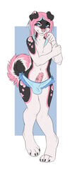 2014 anthro blue_eyes bulge canine clothing color cute demicoeur fur furry furry_only girly hair husky male male_only mammal mchobbit panties penis pink_hair plain_background smile solo spots standing tail underwear