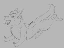 canine cute darachi feral fuzzy knot leaping lobo male male_only pawpads paws penis silly sketch teeth tongue wolf wuffy