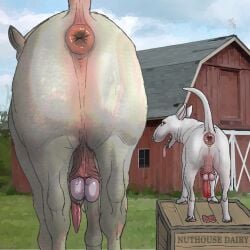 1:1 anal_piercing animal_genitalia animal_penis anus ass bovid bovine bovine_anus bovine_balls bovine_penis bull_terrier canid canine canine_penis canis castration cattle domestic_dog duo erection exposed_testicle feral genital_mutilation genital_torture genitals gore hi_res hunting_dog looking_at_viewer looking_back male male/male mammal nuthouse penis piercing story story_in_description swollen_anus terrier