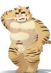 2022 absurd_res anthro balls belly big_belly blush censored erection felid genitals hi_res kemono male mammal moobs nipples overweight overweight_male pantherine penis solo tiger zuboboz