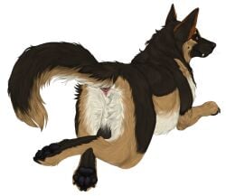 2022 aliena-cordis alpha_channel anatomically_correct anatomically_correct_anus anus ass backsack balls brown_body brown_fur canid canine canis crossed_legs digital_media_(artwork) domestic_dog feral fur genitals german_shepherd herding_dog looking_back lying male mammal north_shepherd on_front pastoral_dog pawpads paws perineum rear_view red_eyes solo tan_body tan_fur teeth whiskers white_body white_fur