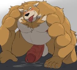 absurd_res anthro balls belly big_belly big_muscles big_penis blush canid canine canis chest_tuft crawling ears_down erection genitals hi_res male mammal muscular muscular_male nipples penis pivoted_ears rulf(solitaryhyena) solo thick_penis tongue tongue_out tuft vitashi wolf