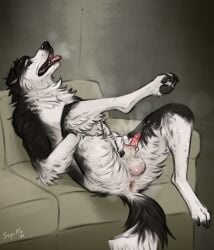 anatomically_correct anatomically_correct_genitalia anatomically_correct_penis animal_genitalia anthro balls border_collie canid canine canis collie domestic_dog fingering genitals herding_dog hi_res male mammal musk pastoral_dog paws penis sepulte sheath sheath_fingering sheath_play sheepdog skuru_(character) solo tongue tongue_out