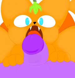 anthro black_nose blue_eyes bottomwear clothed clothing digital_media_(artwork) duo erection genitals hi_res licking male male/male mammal nude open_mouth oral orange_body orange_bottomwear orange_clothing orange_paws orange_shorts orange_tail penile penis penis_lick purple_body purple_penis sex shorts simple_background tongue tongue_out trod