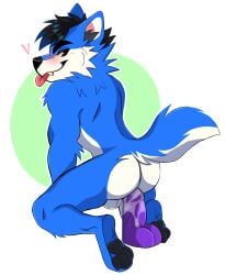 1male anthro balls black_eyebrows black_hair black_inner_ear black_nose black_pawpads blep blue_body blue_ears blue_fur blue_hair blue_tail blush canid cheek_tuft digital_media_(artwork) dildo elbow_tuft eyebrows facial_tuft fur gay genitals hair heart humanoid_dildo imminent_anal kneeling looking_back male male_only mammal multicolored_hair muscular muscular_anthro muscular_male neck_tuft pawpads plantigrade princelykaden purple_dildo red_tongue sex_toy shoulder_tuft simple_background solo tan_sclera three-quarter_view tongue tongue_out tuft two_tone_hair veiny_dildo white_balls white_body white_fur white_tail