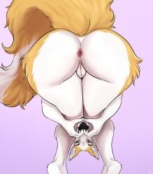 absurd_res anthro anus big_butt black_nose borzoi brown_eyes butt butt_focus butt_pose canid canine canis clara_(acidonix) domestic_dog ear_piercing female fluffy fluffy_tail fur genitals gradient_background heart_symbol hi_res hunting_dog ichifox looking_at_viewer looking_back mammal meme multicolored_body multicolored_fur multicolored_tail nude open_mouth orange_body orange_fur piercing pink_genitals pose praise_da_booty_(meme) purple_background rear_view sighthound simple_background snoot_challenge solo standing tail thick_thighs vulva white_body white_fur white_sclera wide_hips