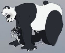 ahe_gao anthro aroused aroused_smile atelid belly big_belly blush bodily_fluids chubby_anthro chubby_male claws cum cum_in_pussy cum_inside cuntboy digital_media_(artwork) drooling duo ejaculation erection excessive_cum eyewear fur genital_fluids giant_panda glasses grin hair haplorhine hi_res intersex looking_pleasured male male_penetrated male_penetrating mammal markings monkey monochrome neonsheath new_world_monkey nipples nude open_mouth orgasm overweight overweight_anthro overweight_male penetration primate rough_sex saliva sex simple_background size_difference smile smirk spider_monkey teeth tongue tongue_out ursid vaginal_penetration