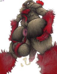 anthro anus balls bovid caprine fur genitals goat hairy_balls horn looking_at_viewer male mammal penis raised_tail red_body red_fur solo yagi_b._(artist)