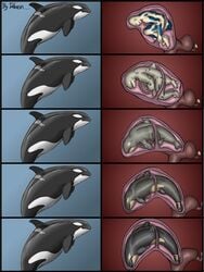 animal cetacean dolorcin female feral feral_unbirthing_human human human_to_feral internal interspecies male marine orca pregnancy pregnant pussy size_difference transformation unbirthing uterus vore