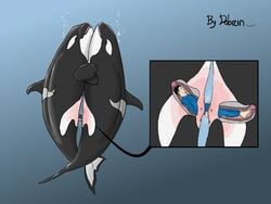 animal cervix cetacean dolorcin female feral feral_unbirthing_human human internal interspecies living_dildo male marine orca pussy size_difference unbirthing vore zoophilia