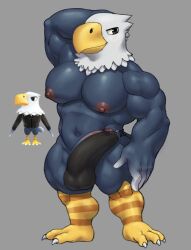 accipitrid accipitriform animal_crossing anthro apollo_(animal_crossing) avian bald_eagle big_pecs big_penis bird blue_body blush clothed clothing eagle genitals grey_background hand_behind_head hi_res humanoid_genitalia humanoid_penis hunnipanda looking_at_viewer male male_focus male_only male_solo muscular muscular_male navel nintendo partially_clothed pecs penis sea_eagle simple_background solo solo_male thick_thighs topless underwear useless_clothing video_games