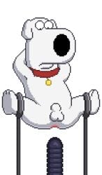 1boy anal anal_sex animal_genitalia animated anthro anus balls bound brian_griffin canid canine canis collar domestic_dog family_guy fur genitals gif knot magzol male male_only mammal penetration penis sex_machine sex_robot sex_toy short_playtime solo solo_male white_body white_fur