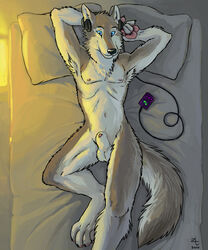 1boy 2010 anthro arms_above_head bed canine canine_penis fur furry headphones killerbunnys knot male male_only mp3_player nude oce on_back penis pillow sheath solo wolf