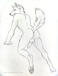 1boy 2010 anthro anus balls canine fur furry male male_only mooning myenia nude penis presenting raised_tail sketch solo tail wolf