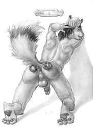 1boy anthro arjuna ass balls canine cuffs cum fur furry hindpaw male male_only penis presenting sheath sketch solo wolf xeropexus