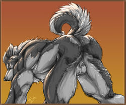 1boy all_fours anthro ass balls canine fur furry huge_muscles male male_only muscles nude pose silver_fenrir solo wolf