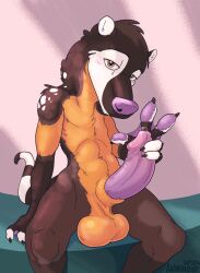 animancer anthro balls blush bodily_fluids coati coonix fur furry furry_only genital_fluids genitals gulonine hi_res looking_at_viewer male male_only mammal marten mustelid musteline nude penis precum presenting presenting_penis procyonid snout solo tail