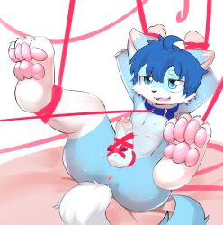 anthro anus arms_tied ass blue_body blue_eyes blue_fur blue_hair bodily_fluids bondage bound bow_ribbon canid canine collar cum cum_on_body cum_on_self cute_fangs ejaculation fangs feet foot_focus foreskin fox fur genital_fluids genitals hair hands_behind_head hands_tied helpless hi_res kemono kewthecat leaking_cum leash legs_tied male mammal mikey_(mikey_fox) open_mouth pawpads paws penis penis_tied presenting presenting_hindquarters raised_paw restrained restrained_arms restrained_legs ribbon_bondage ribbon_restrained ribbons solo tail teeth