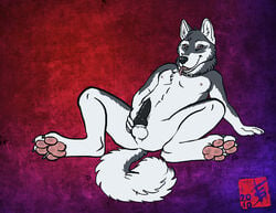 1boy 2010 balls canine canine_penis collar feralityillustration knot malamute male male_only nude penis solo spread_legs spreading