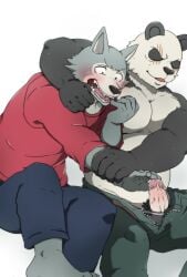 2020 5_fingers anthro barefoot beastars biped black_and_white_fur black_body black_fur blush bottomwear canid canine canis clothed clothing duo edit erection facial_scar feet fingers forced fur gay genitals giant_panda glans gouhin gradient_penis grey_body grey_fur hi_res humanoid_genitalia humanoid_hands humanoid_penis legoshi_(beastars) male male/male male_only mammal multicolored_body multicolored_fur open_bottomwear open_clothing open_mouth open_pants pants pecs penis pink_glans questionable_consent scar shinki_k simple_background toes topless topwear two_tone_body two_tone_fur uncensored ursid vein veiny_penis white_background white_body white_fur wolf zipper