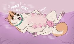 animal_genitalia animal_vulva anus badfurgood belly big_belly big_vulva blush blush_lines bodily_fluids breath canid canine canine_genitalia canine_vulva canis collar curled_tail domestic_dog female feral genital_fluids genitals half-closed_eyes heart_symbol hi_res lactating lily_(badfurgood) looking_pleasured mammal narrowed_eyes panting pawpads paws pregnant pregnant_feral shiba_inu solo spitz steam tail teats tongue tongue_out vaginal_fluids vulva