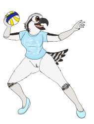 accipitriform anthro avian ball beach_ball beak bird bottomless bottomless_female breasts clothed clothing female fish_birb footwear furry furry_only hi_res inflatable lizzy_(fish_birb) osprey partially_clothed public public_nudity pussy sandals shirt solo t-shirt topwear