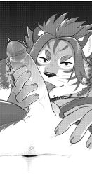 anthro balls chuurow duo erection felid first_person_view fur genitals hi_res licking lifewonders male male/male mammal muscular muscular_anthro muscular_male nomad_(tokyo_afterschool_summoners) oral pantherine penile penis penis_lick sex striped_body striped_fur stripes tiger tokyo_afterschool_summoners tongue tongue_out video_games