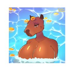 anthro anthro_only bathing breasts capybara female furry furry_only hisuiidraws huge_breasts orange_(fruit) solo tagme water