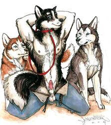 2004 allison_reed anthro blue_eyes canine canine_penis clothes collar feral husky java kneeling knot_in_sheath leash looking_at_viewer male mammal pants penis